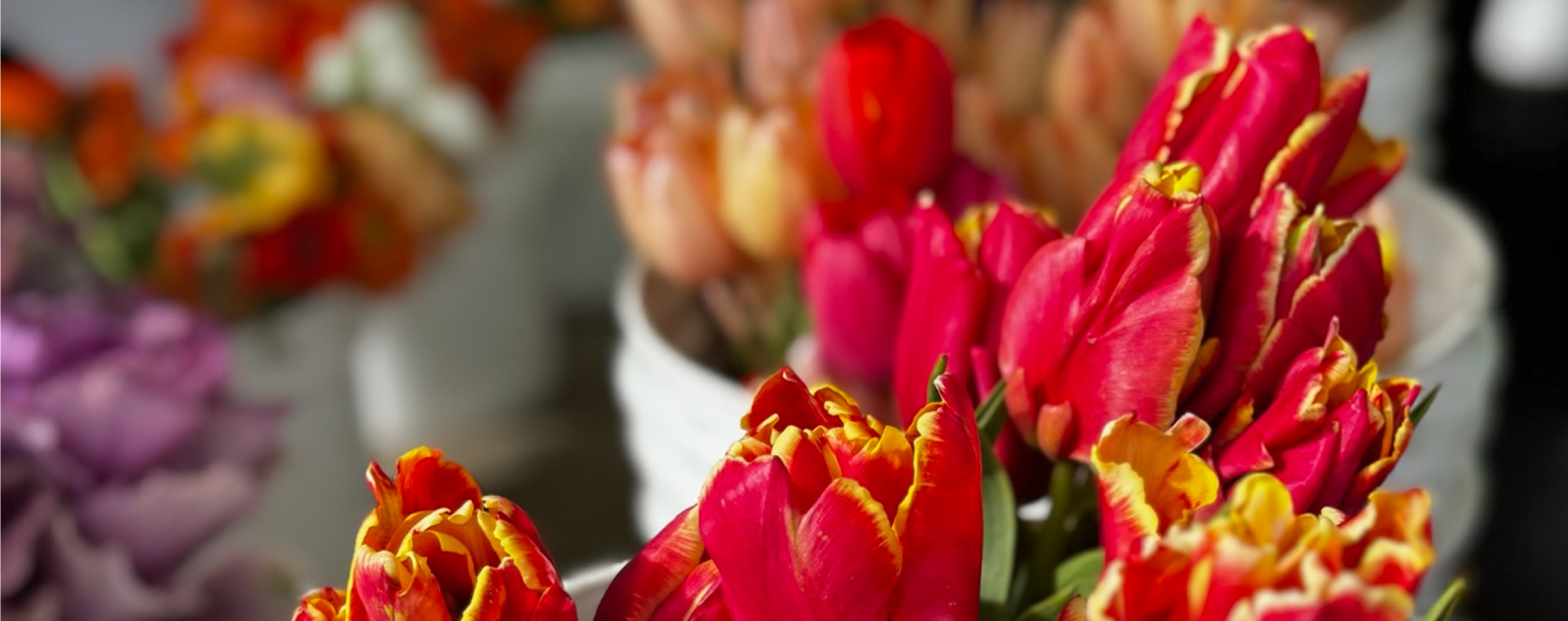 Close-up of red and gold tulips